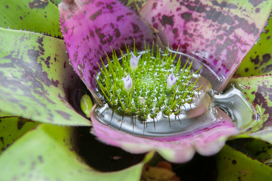 Neoregelia concentrica, plant native to South American rainforests