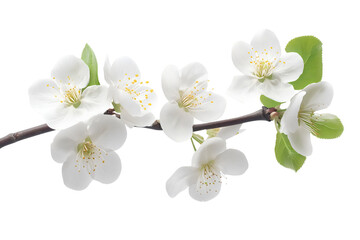 Obraz premium delicate white orchid flowers isolated on white or transparent png