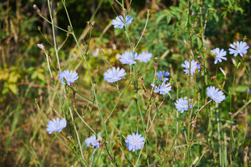  cykoria © Marcin Łazarczyk