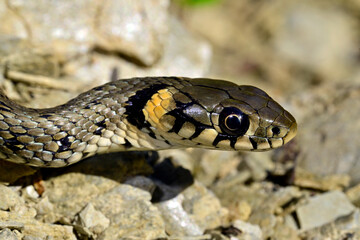 Ringelnatter // Grass snake  (Natrix natrix) - Ropotamo (Fluss), Bulgarien