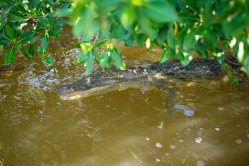 big mature crocodile is hiding in the water under mangrove growth ready to attack the pray