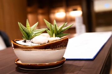 Ornamental plants, auspicious plants in beautiful pots on the table for good luck, suitable for...