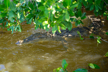 big mature crocodile is hiding in the water under mangrove growth ready to attack the pray