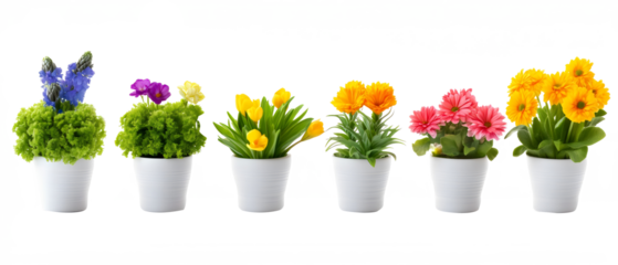 collection of colorful potted flowers isolated on white or transparent png