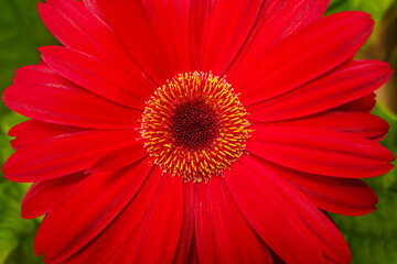 floral background of red gerbera flower close up shallow depth of field