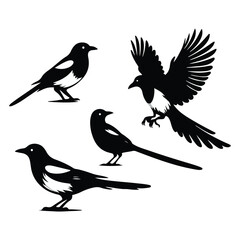 Fototapeta premium bird silhouette vector illustration ,Magpie silhouette on white background, Vector illustration, icon, characters, Holiday t shirt, Hand drawn illustration