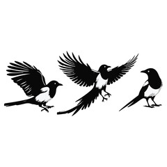 bird silhouette vector illustration ,Magpie silhouette on white background, Vector illustration, icon,  characters, Holiday t shirt, Hand drawn  illustration