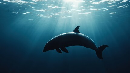 Fototapeta premium Silhouette of Dolphin Swimming Through Sunbeams in Ocean Water.