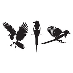 bird silhouette vector illustration ,Magpie silhouette on white background, Vector illustration, icon,  characters, Holiday t shirt, Hand drawn  illustration