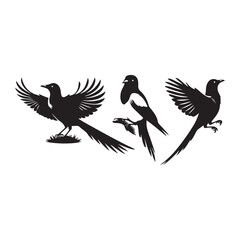 bird silhouette vector illustration ,Magpie silhouette on white background, Vector illustration, icon,  characters, Holiday t shirt, Hand drawn  illustration