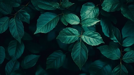 Fototapeta premium Nature of dark green leaf in garden. Natural green leaves plants using background cover page environment ecology wallpaper. Generative ai