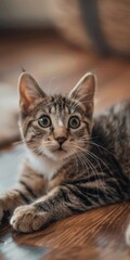 A striped kitten is lying down on a wooden floor, playfully resting and looking content, capturing the innocence and curiosity of young cats in a warm indoor setting.
