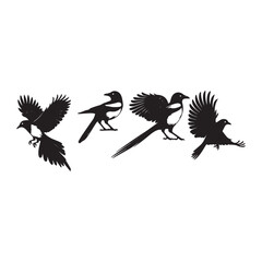 bird silhouette vector illustration ,Magpie silhouette on white background, Vector illustration, icon,  characters, Holiday t shirt, Hand drawn  illustration