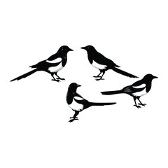 bird silhouette vector illustration ,Magpie silhouette on white background, Vector illustration, icon,  characters, Holiday t shirt, Hand drawn  illustration