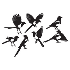bird silhouette vector illustration ,Magpie silhouette on white background, Vector illustration, icon,  characters, Holiday t shirt, Hand drawn  illustration