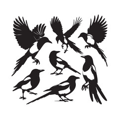 bird silhouette vector illustration ,Magpie silhouette on white background, Vector illustration, icon,  characters, Holiday t shirt, Hand drawn  illustration