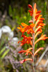 Outeniqua Mountains and fynbos, floral kingdom in South Africa. 