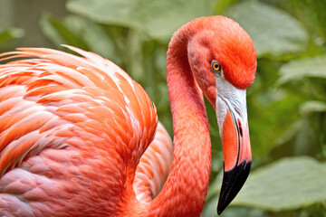 A Vibrant Pink Flamingo Standing Gracefully Amidst Lush Greenery in a Tropical Habitat