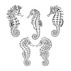 Seahorses. Vector hand drawn collection of sea creatures. Five isolated elements on white. Outlines. Great for logos, cards, banners, posters, cards, menu decoration,  printing and textiles.