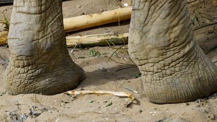 Safari inspired close up shot elephant legs. These African animals have large chunky legs and grey wrinkled skin. The feet are built to take the weight of these huge creature and keep them stable.  