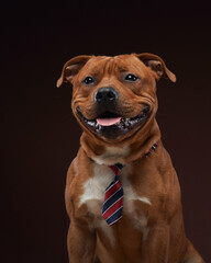 A Thai Ridgeback and a Staffordshire Bull Terrier playfully engage in a staged scene, with the Ridgeback donning a classic black hat and gently holding a red rose