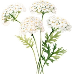 Fototapeta premium Close-up of delicate white flowers with green leaves.