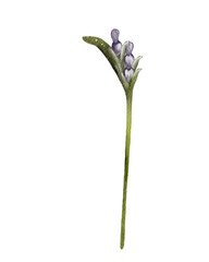 Delicate purple flowers with green stem growing in a minimalist setting