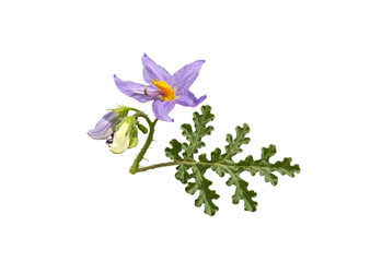 Leaf and flowers of the watermelon nightshade (Solanum citrullifolium) in summer