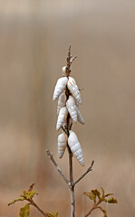 A cluster of pointed shell snails on dry herb branch