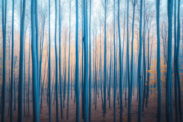 Naklejka premium Serene forest with dreamy sky and foggy minimalist mood. Minimalist landscape conceptual image for backgrounds, ads or templates.
