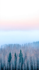 Obraz premium Serene forest with dreamy sky and foggy minimalist mood. Minimalist landscape conceptual image for backgrounds, ads or templates.