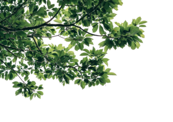 PNG  Lush green tree branches skyward
