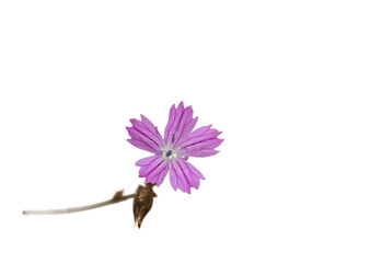 Zeus' flower (Dianthus sp) in a stony habitat in a shrubland in the Eastern Mediterranean region