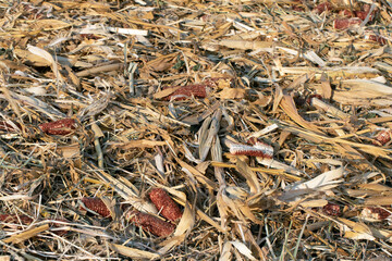 Residues left after harvest in a corn field