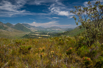 Outeniqua Mountains and fynbos, floral kingdom in South Africa.
