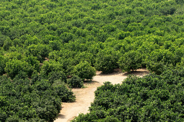 A citrus orchard in the Eastern Mediterranean in August