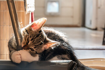 Playful Paws: Kitten Clinging to Chair in Sunlit Room