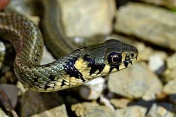 Ringelnatter // Grass snake (Natrix natrix) - Ropotamo (Fluss), Bulgarien