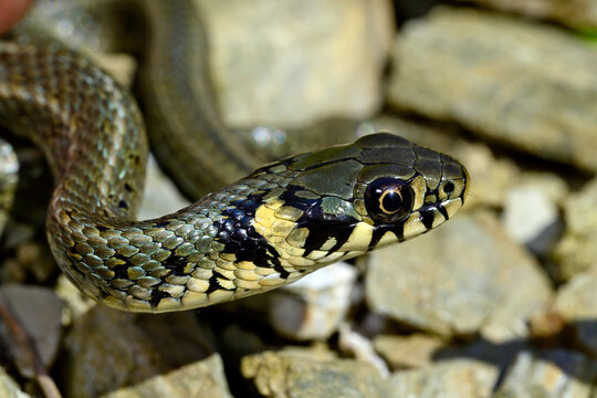 Ringelnatter // Grass snake (Natrix natrix) - Ropotamo (Fluss), Bulgarien