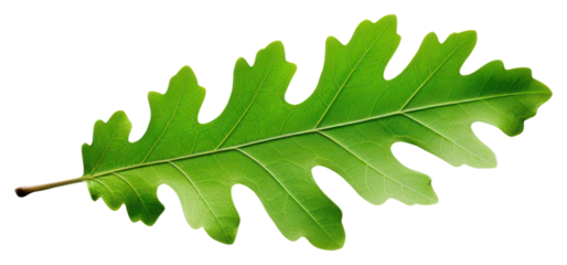 PNG Oak leaf vegetable arugula produce.