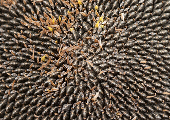 Kernels of a sunflower head before harvesting