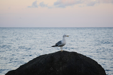 A seagull flies over the sea