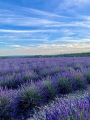 Obraz premium Campos de lavanda en Francia