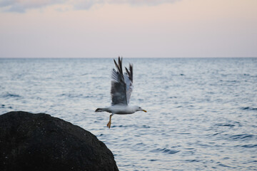 A seagull flies over the sea