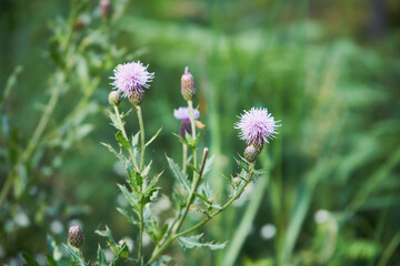 chaber driakiewnik, centaurea scabiosa l. © Marcin Łazarczyk