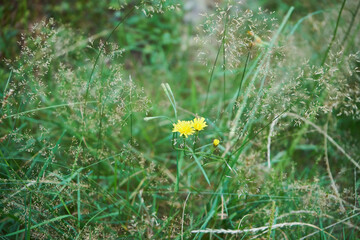  wrotycz pospolity, Tanacetum vulgare L. © Marcin Łazarczyk