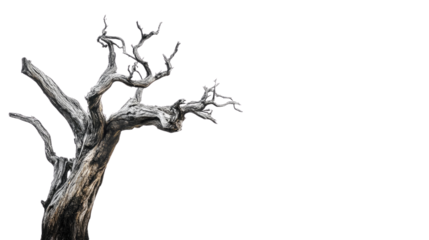 Old tree transparent background