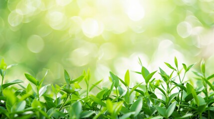 Obraz premium Lush green leaves thriving under warm sunlight in a beautiful and serene garden setting, representing growth, nature, and the vitality of life in its freshest form.