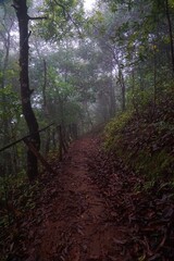 Obraz premium A forest path with trees and leaves on the ground