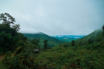 A lush green forest with a cloudy sky in the background